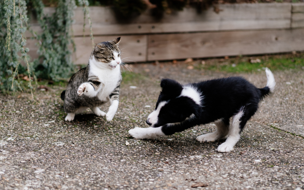 Border collie and sales cats