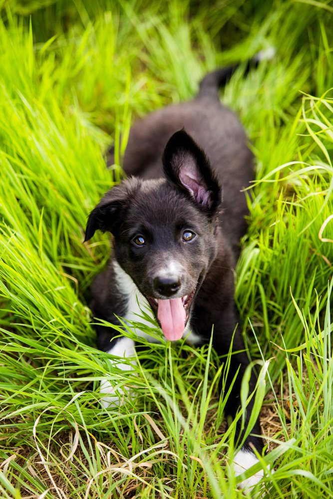 Happy,Border,Collie,Dog,Without,Leash,Outdoors,In,Nature,In Happy,Border,Collie,Dog,Without,Leash,Outdoors,In,Nature,In
